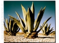 El Paso kaktus